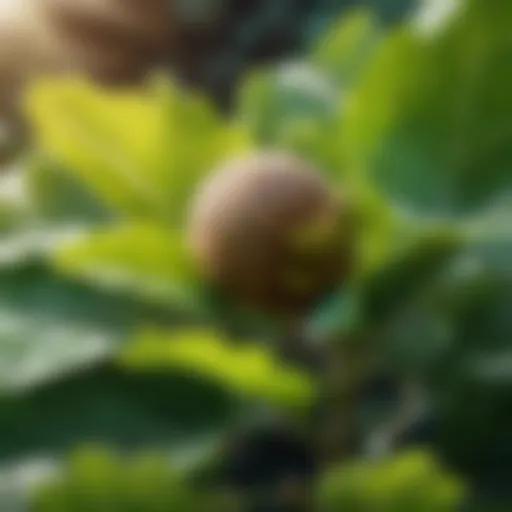 Botanical Fusion in Cryptocurrency
