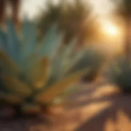 Agave Plant Variety in Sunset Glow