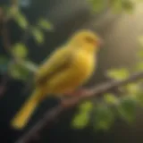 Elegant canary perched on a delicate branch