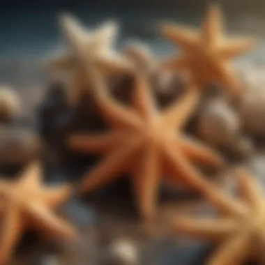 Exquisite Starfish Collection