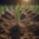 Healthy onion seedlings thriving in rich soil