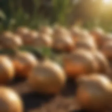 Golden Harvest of Onions Mature onions ready for harvesting under the golden sun