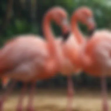 Flamingo Breed Selection