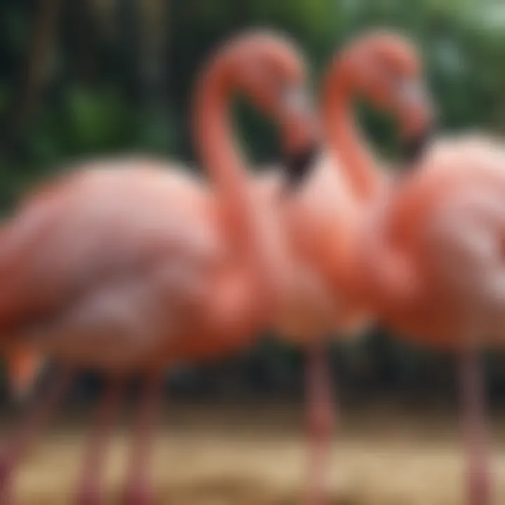 Flamingo Breed Selection