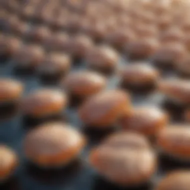 Navigating the Complexities of Global Scallop Trade Global Scallop Trade Patterns