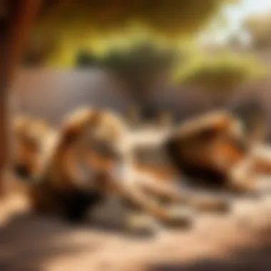 Complacent Comrades: Lazy Lions Sharing Moments of Inactivity Group of lazy lions lounging in the shade together