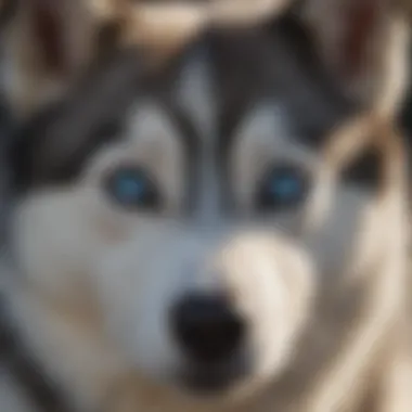 Close-up of husky's striking blue eyes