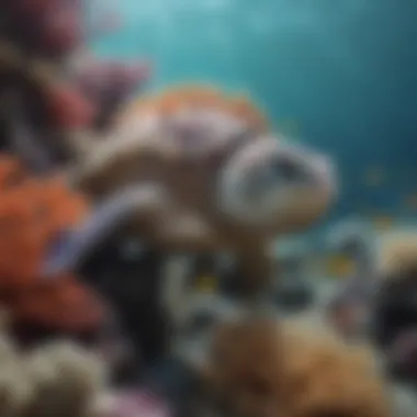 Diverse Marine Life in Great Barrier Reef Great Barrier Reef marine life diversity