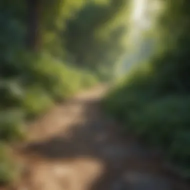 Lush Greenery on Bank Path