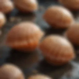 Luxurious Scallop Varieties