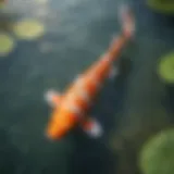 Majestic Koi Swimming in Pond