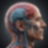 Neurological pathways involved in auditory perception
