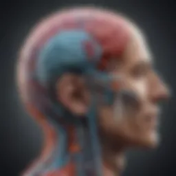 Neurological pathways involved in auditory perception