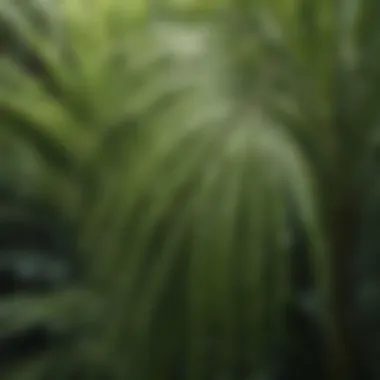Close-up of water droplets on vibrant green palm fronds