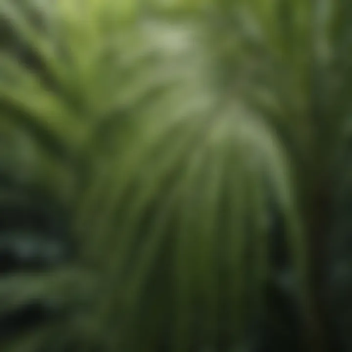 Close-up of water droplets on vibrant green palm fronds