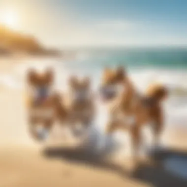 A group of Shiba Inus frolicking joyfully on a sandy beach