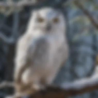 Majestic snowy owl perched on a tree branch in winter