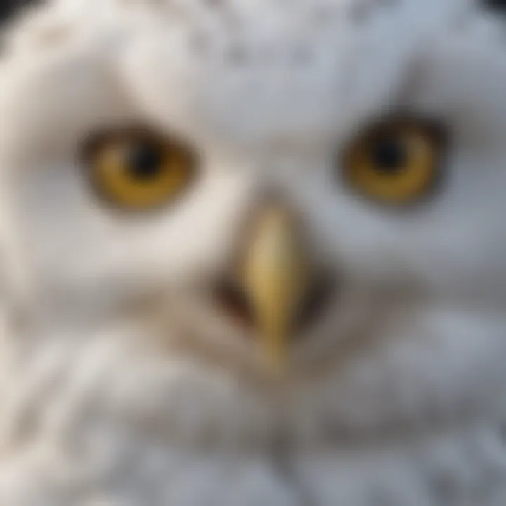 Close-up of snowy owl's piercing yellow eyes