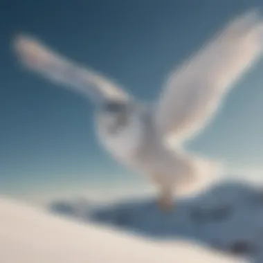 Snowy owl soaring gracefully in the sky