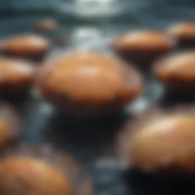 Unveiling Sustainable Scallop Harvesting Methods Sustainable Scallop Fishing Practices