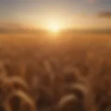 Wheat Field at Dusk