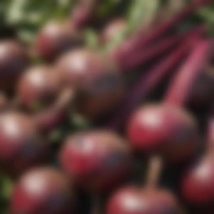 Local Farmer's Market Displaying Fresh Beets